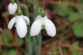 Image result for Galanthus Valentines Day