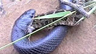 Image result for Snake Eating Another Snake