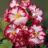 Image result for Begonia Crispa Marginata -wit rood-