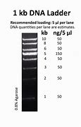 Image result for Sample 1Kb Plus DNA Ladder