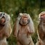 Image result for Laughing Rolling Monkey