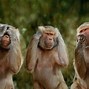 Image result for Monkeys Funny Animals Memes