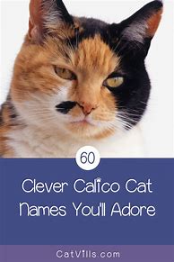 Image result for Clever Cat Names