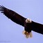 Image result for Cartoon Eagle Simple Easy