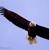 Image result for Simple Eagle