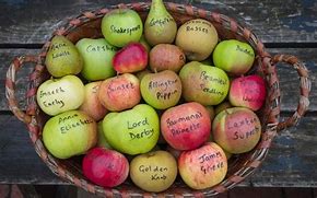 Image result for Heritage Apple Varieties