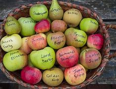 Image result for Old Apple Varieties