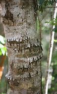 Image result for Manchineel Tree Florida