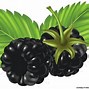 Image result for BlackBerry Graphic