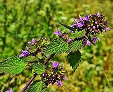 Image result for How to Use Horehound Plant