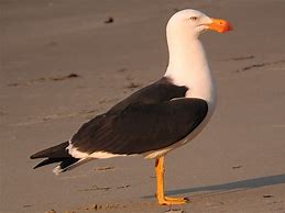 Image result for Pacific Gull