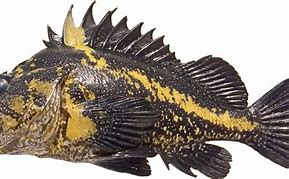 Image result for China Rockfish