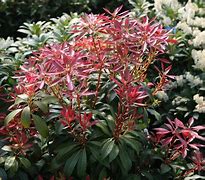 Image result for Pieris japonica Mountain Fire