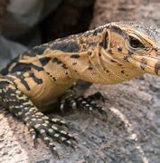 Image result for Baby Asian Water Monitor