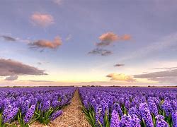 Image result for Getty Images Wallpaper Netherlands Flower Fields
