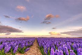 Image result for Netherlands Purple Flowers