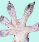 Image result for Lizard Feet