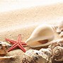 Image result for Shells iPhone Wallpaper