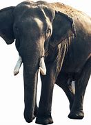 Image result for Biggest Elephant Animal Images