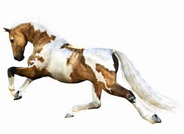 Image result for Horses Running Transparent Clip Art
