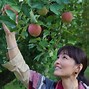 Image result for Japan Apple Fruits
