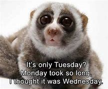 Image result for Cute Happy Tuesday Meme