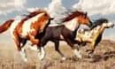 Image result for Fast Horse Breeds