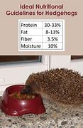 Image result for Hedgehog Food Tree
