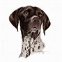 Image result for German Shorthaired Pointer Silhouette