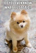 Image result for Funny Pomeranian Memes