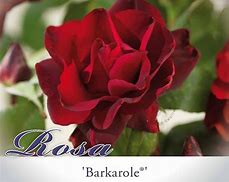 Image result for Rosa Barkarole (r)