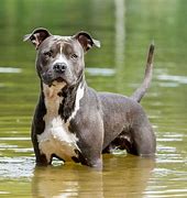 Image result for American Staffordshire Terrier Pit Bull