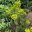 Image result for Euphorbia Charam ® (REDWING)