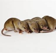 Image result for 4 Mice