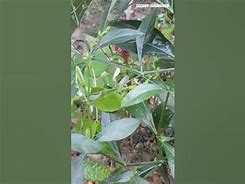 Image result for Sriyanangai Thamil Wiki