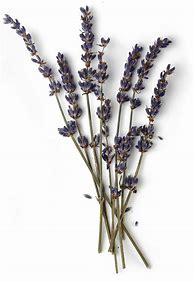 Image result for Lavender Sprig