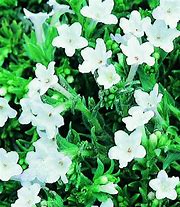 Image result for Lithodora diffusa alba