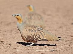 Image result for Pterocles senegallus
