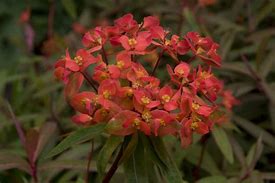 Image result for Euphorbia griffithii Fireglow