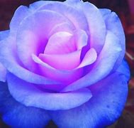 Image result for Dark Pink Rose Flower