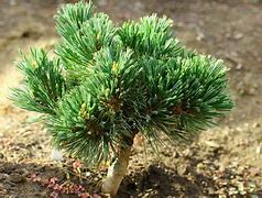 Image result for Pinus flexilis Lil Wolf