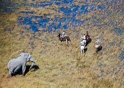 Image result for Botswana Horseback Safari