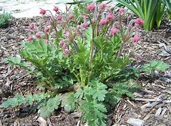 Image result for Geum triflorum