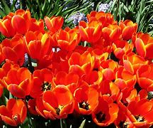 Image result for Plants with Orange Flowers