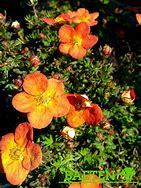 Image result for Potentilla frut. Red Ace