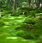 Image result for Carpet Moss Ground Cover