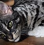 Image result for Grey Bengal Kitten