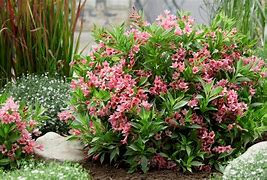 Image result for Weigela florida Picobella Rosa