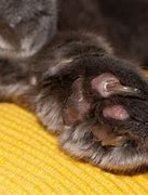 Image result for Cancer On Cat Paw