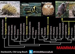Image result for Hedgehog Evolution Tree